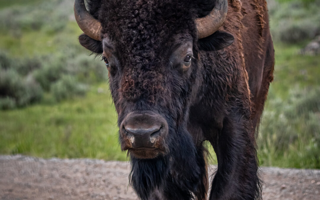 Bison Wonders: Yellowstone Bison
