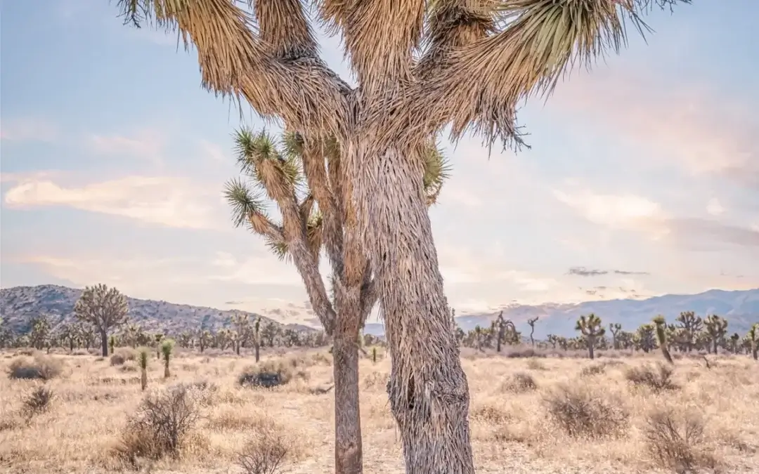 In the Shadow of Giants: Capturing Joshua Tree
