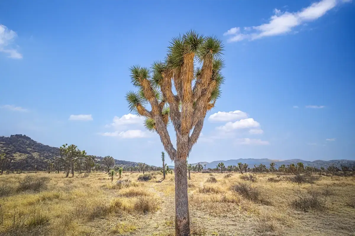 Joshua National Park
