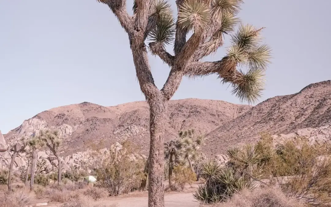 Pastel Joshua Tree: Joshua Tree National Park