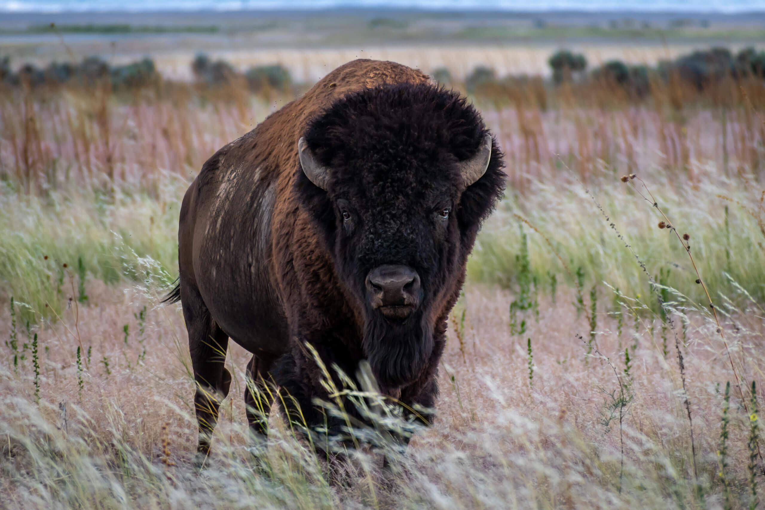 The American Buffalo, Majestic Grassland Giant: Bison in Antelope Island State Park