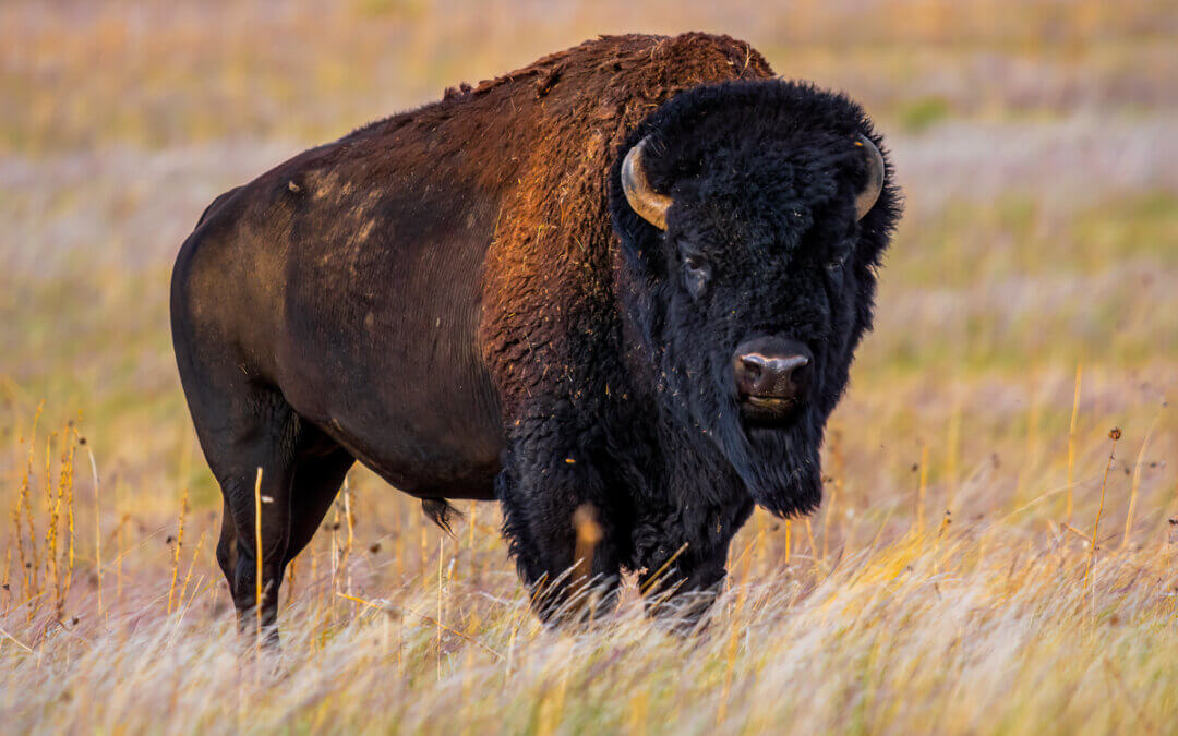 Thundering Hooves: Bison in Antelope Island