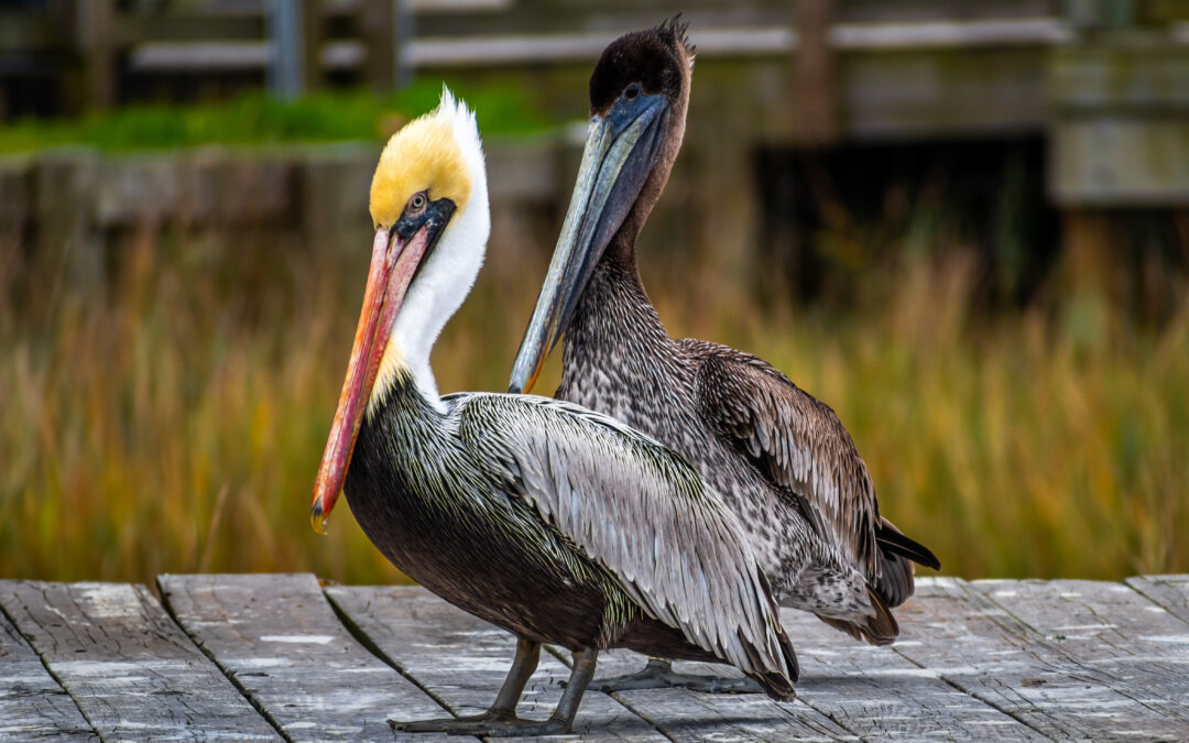 On The Wings of Love: Brown Pelican Male and Female