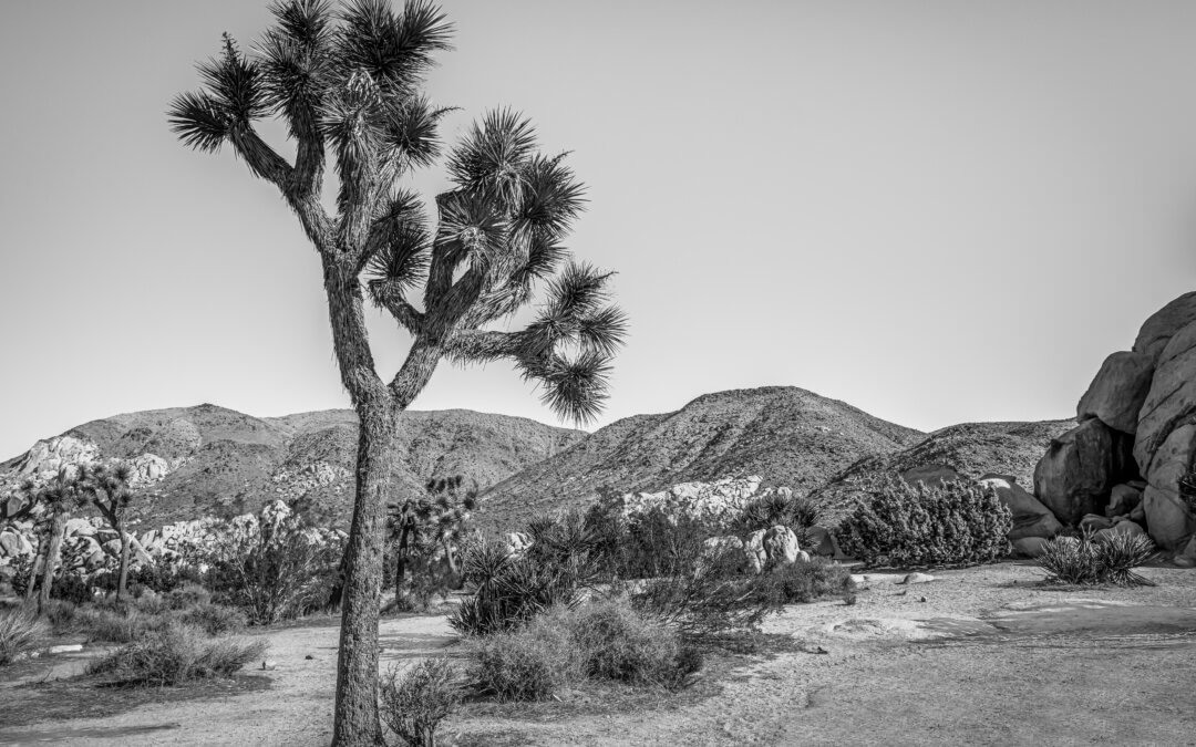 Guardians of Time: Joshua Tree National Park