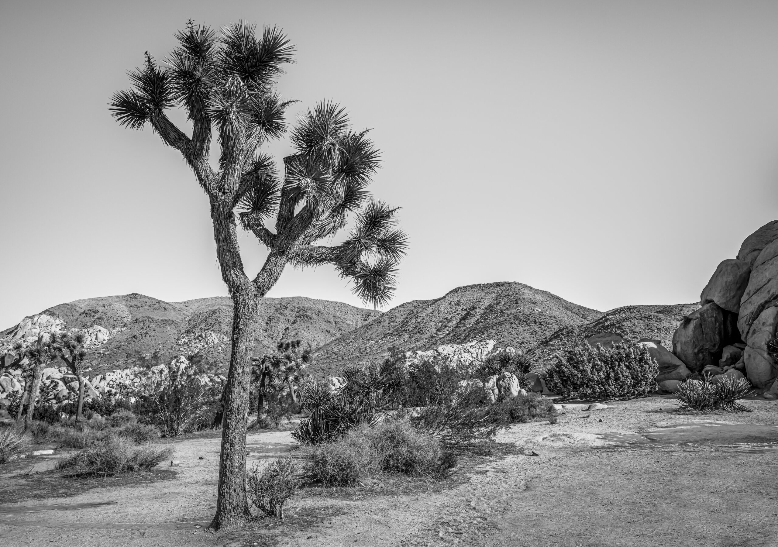 Guardians of Time: Joshua Tree National Park