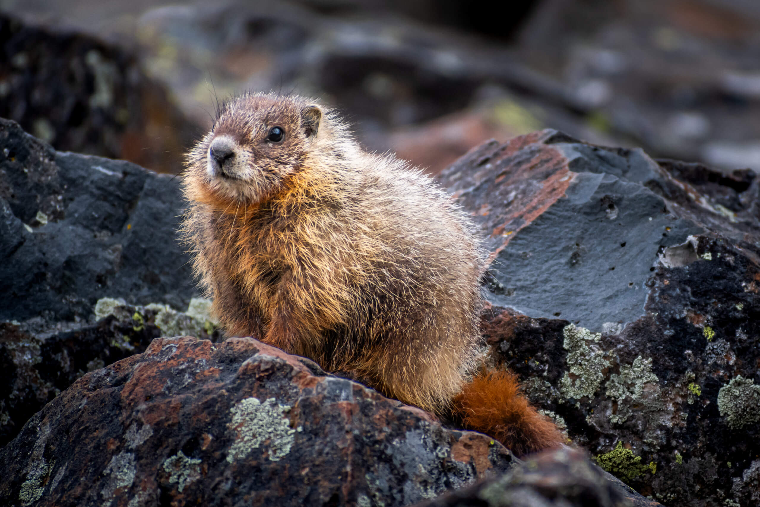 Rocky Refuge: Marmot of Yellowstone National Park Rocky Refuge: Marmot of Yellowstone National Park