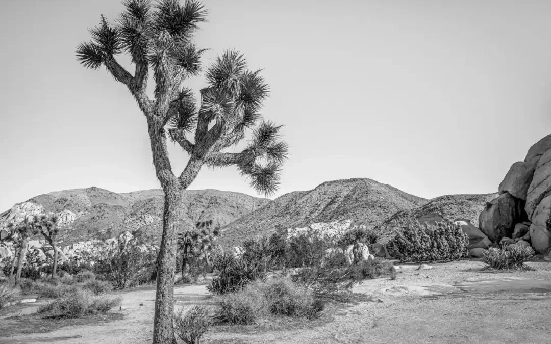 Guardians of Time: Joshua Tree National Park