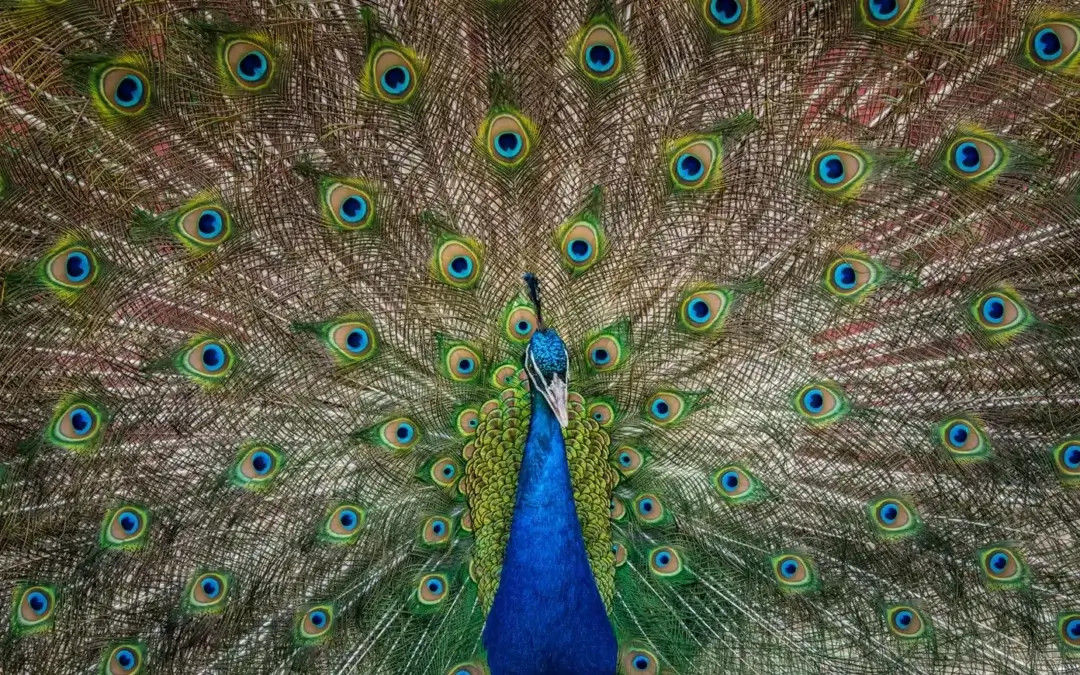 Plumage Perfection: Open Tail of a Male Peacock