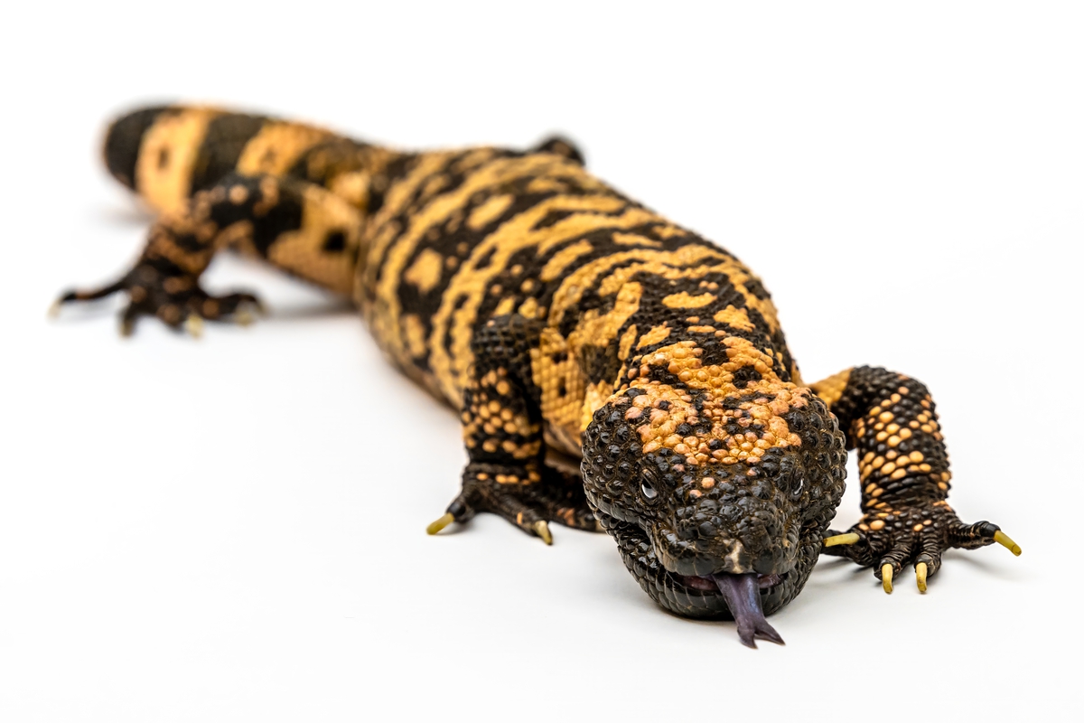 Reptilian Royalty: Gila Monster