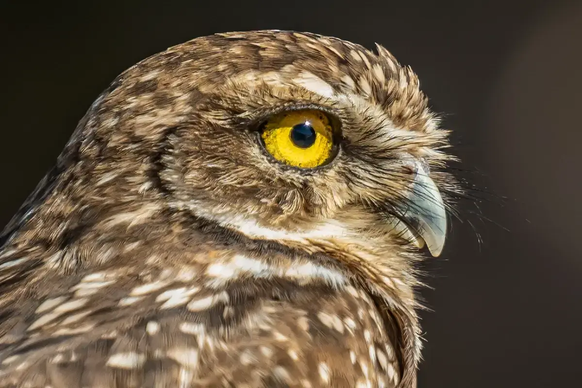 burrowing owl's