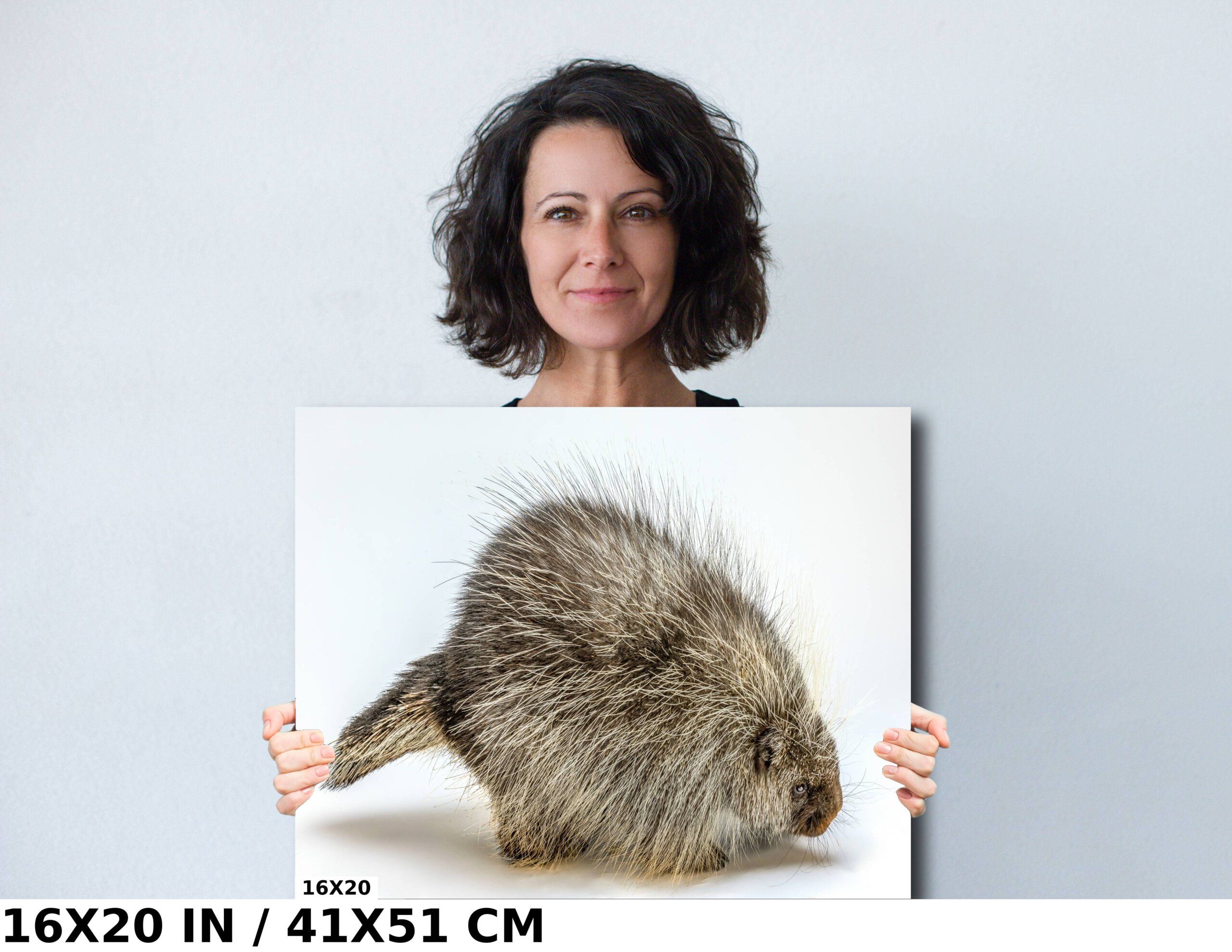 Pure Prickles: Porcupine in a White Space Diagram Pure Prickles: Porcupine in a White Space Diagram