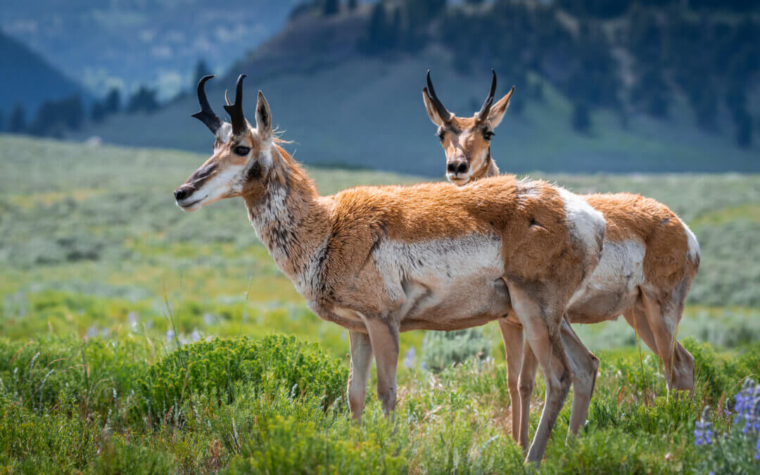 Pronghorns Pair: Twin Pronghorn in Yellowstone