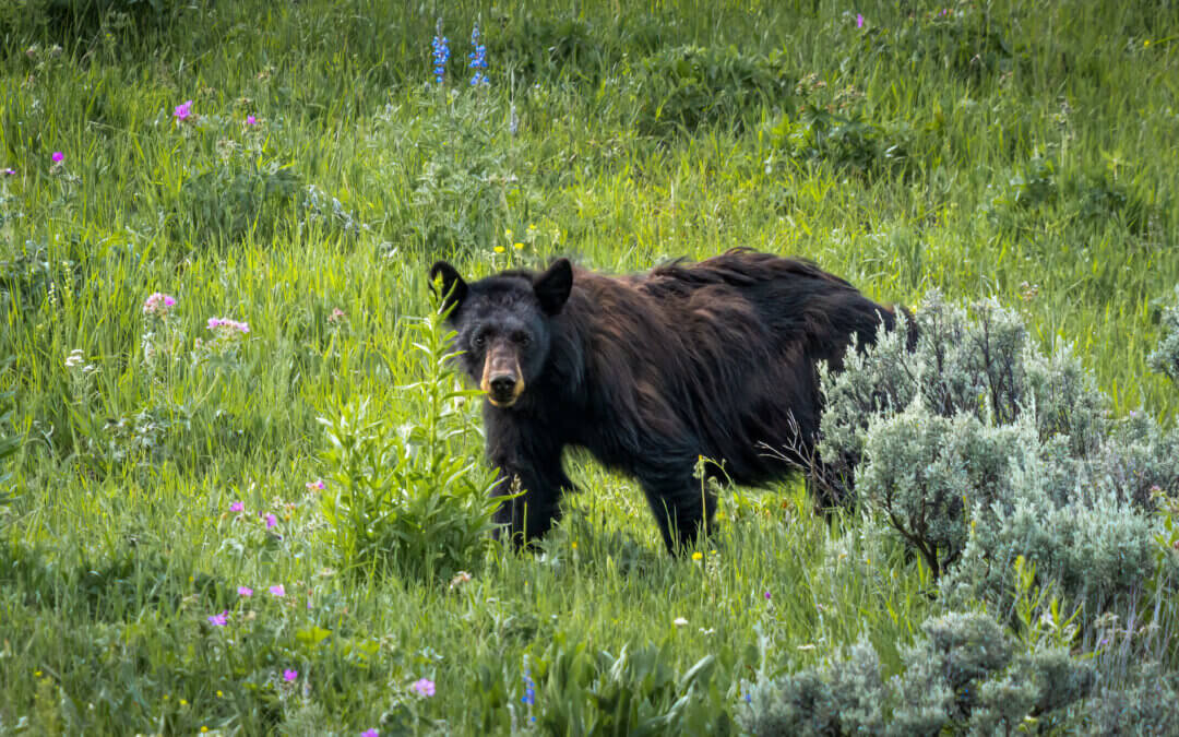 Wild Wonder: Capturing a Black Bear in Yellowstone