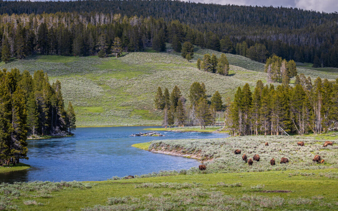 Valley of Wonders: Exploring Hayden Valley in Yellowstone