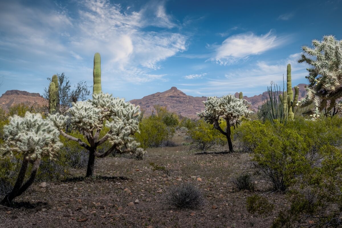 Cactus Nirvana: Organ Pipe National Monument