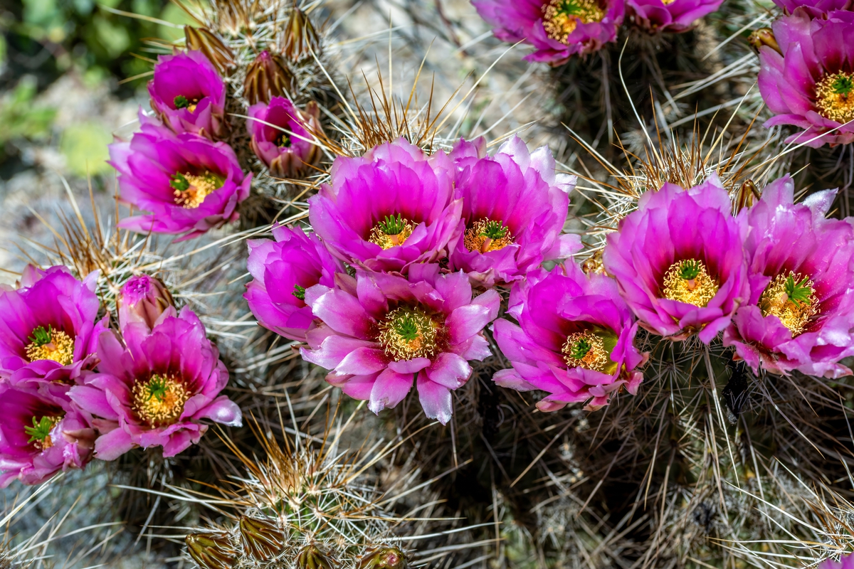 Prickly Beauty: Hedgehog Cactus