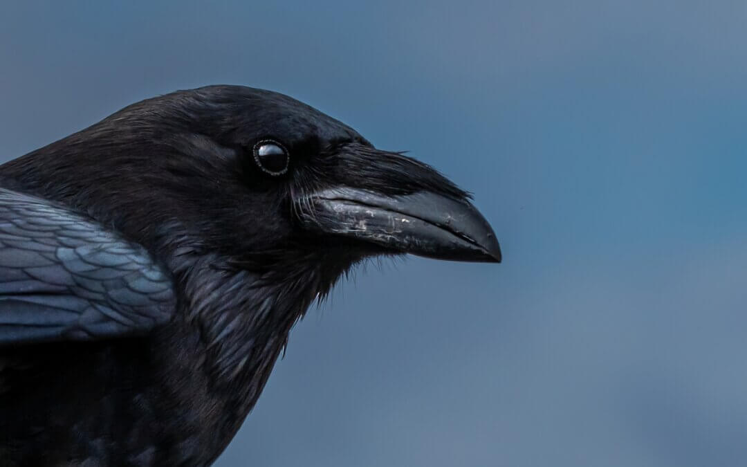 Raven Radiance: Half-Body Shots of Common Raven