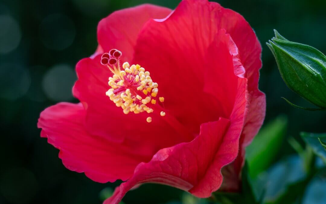 Floral Awakening: Red Hibiscus Flower About to Bloom
