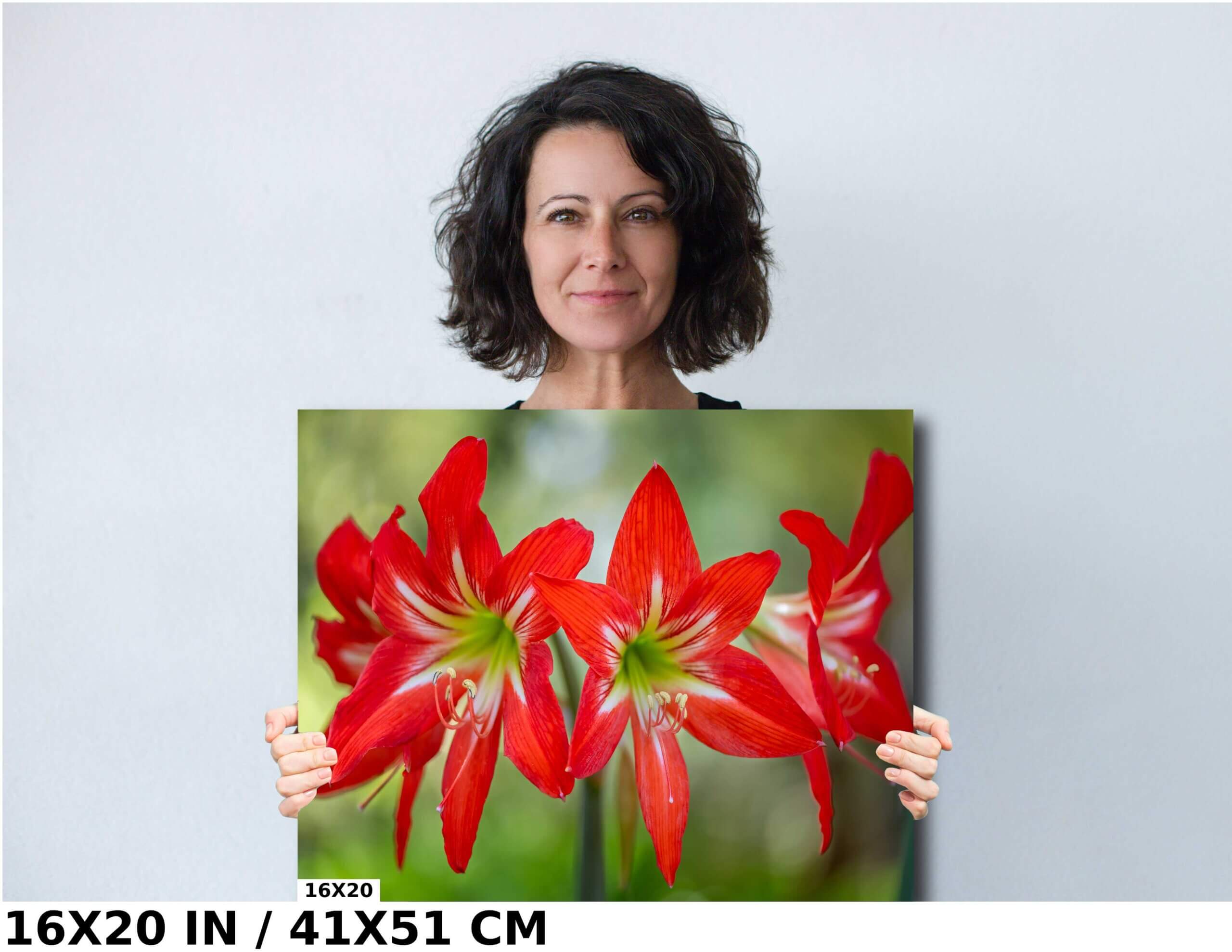 Blossom Brilliance: Hippeastrum Balentino Diagram