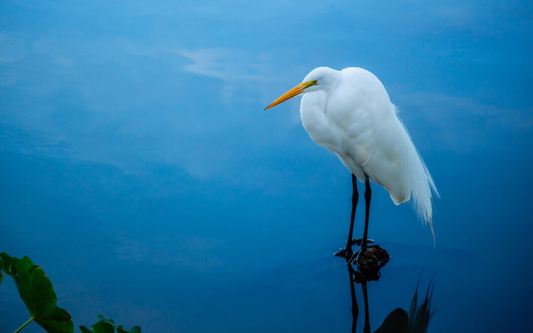 Pristine Plumage: The White Great Egret’s Effortless Elegance
