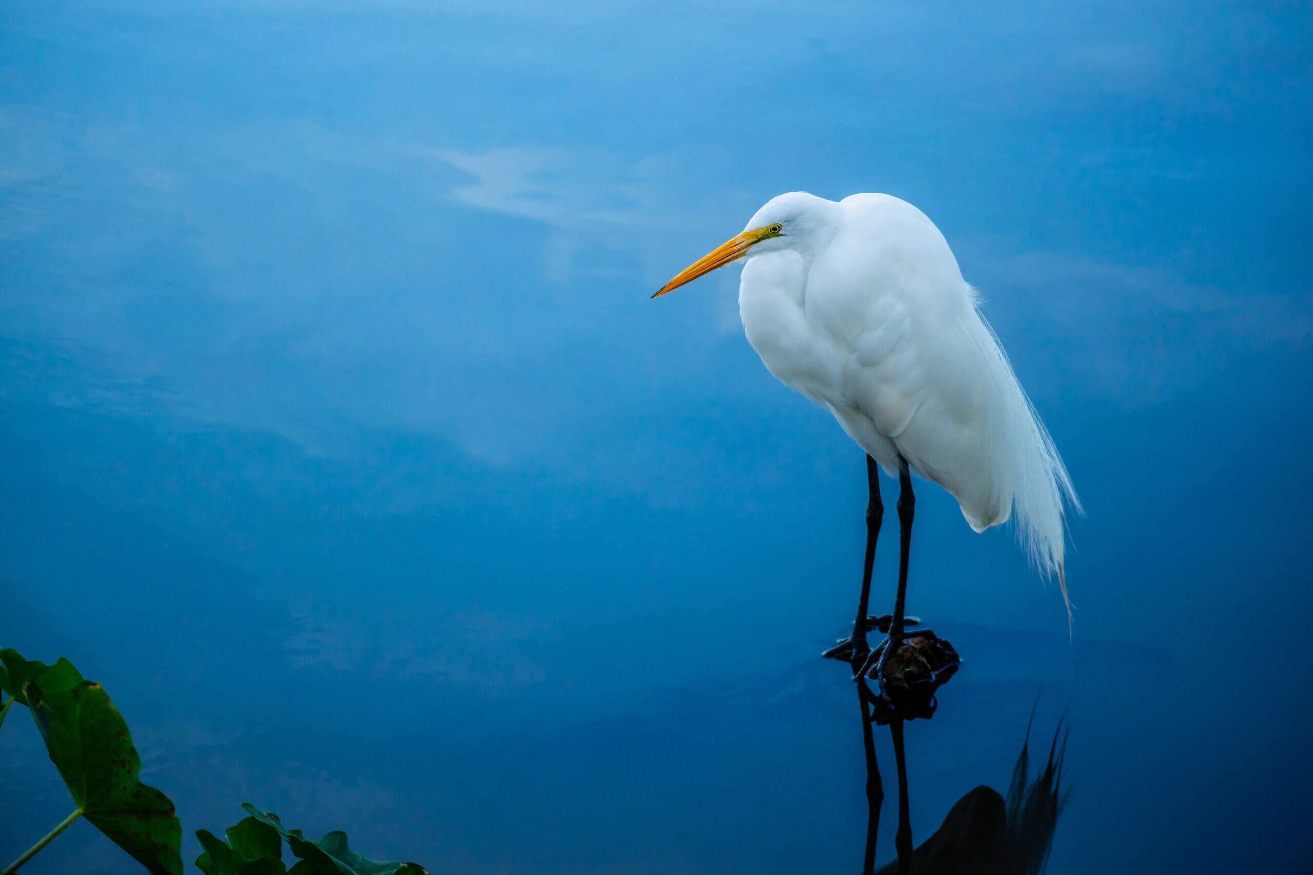 Pristine Plumage: The White Great Egret’s Effortless Elegance