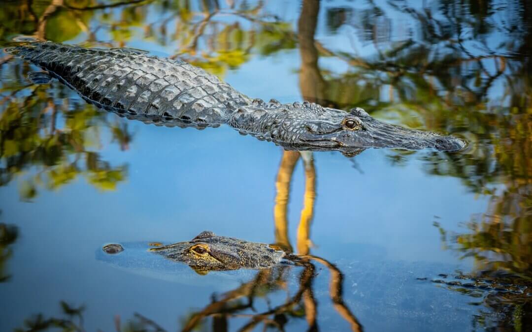 The Eyes Have It: Alligator’s Alert Gaze in Serene Waters