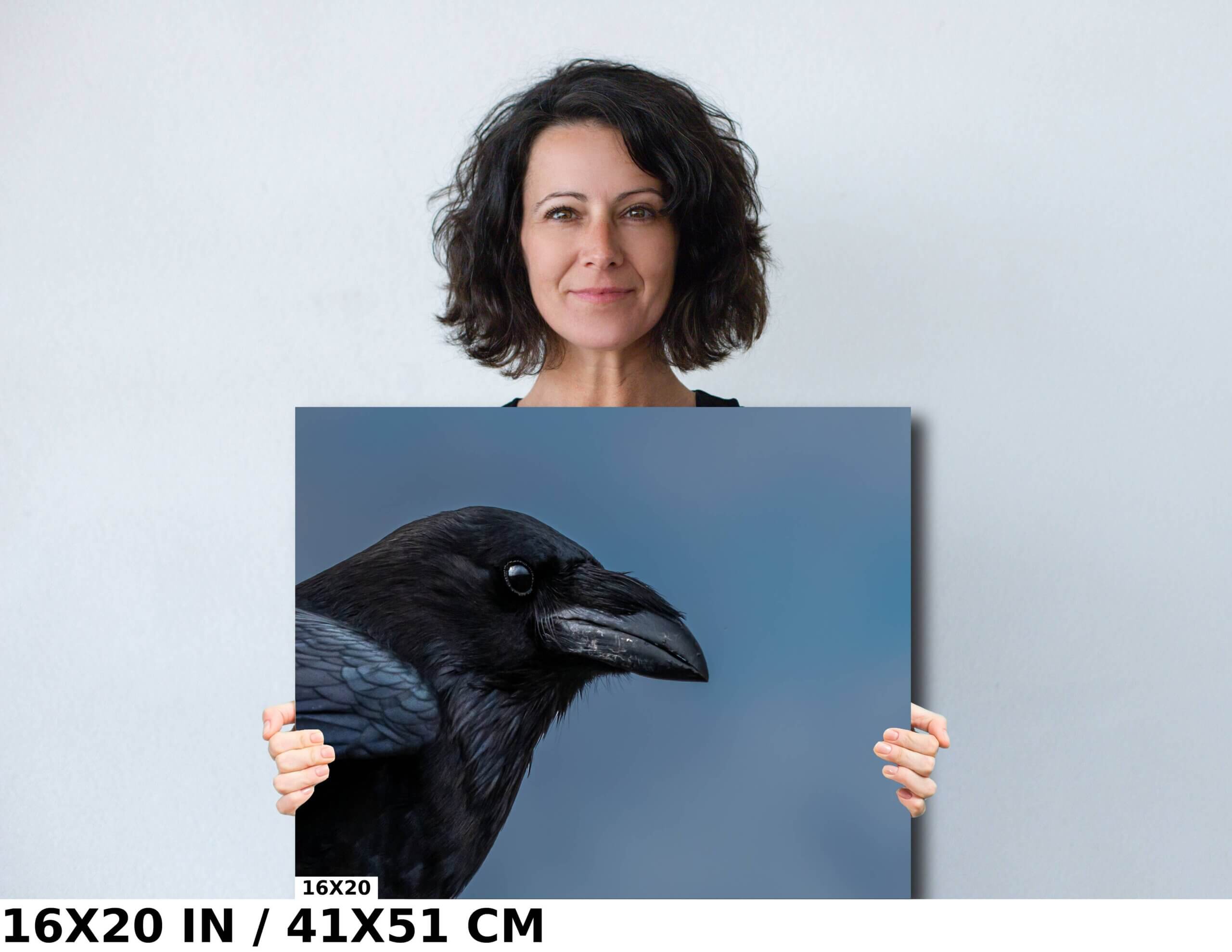 Raven Radiance: Half-Body Shots of Common Raven Diagram