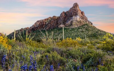 Spring has Sprung in Organ Pipe: High Big Rocks and Wildflowers Organ Pipe Cactus