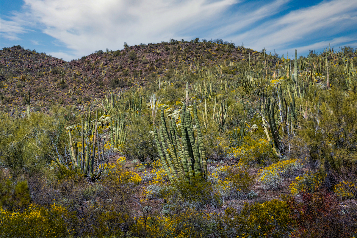 Desert Bouquet: Tiger Tailed Organ Pipe Cactus and Springtime Wildflowers