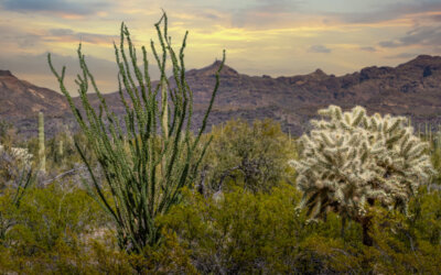 Cactus Cousins: Ocotillo and Jumping Cholla in Organ Pipe Cactus