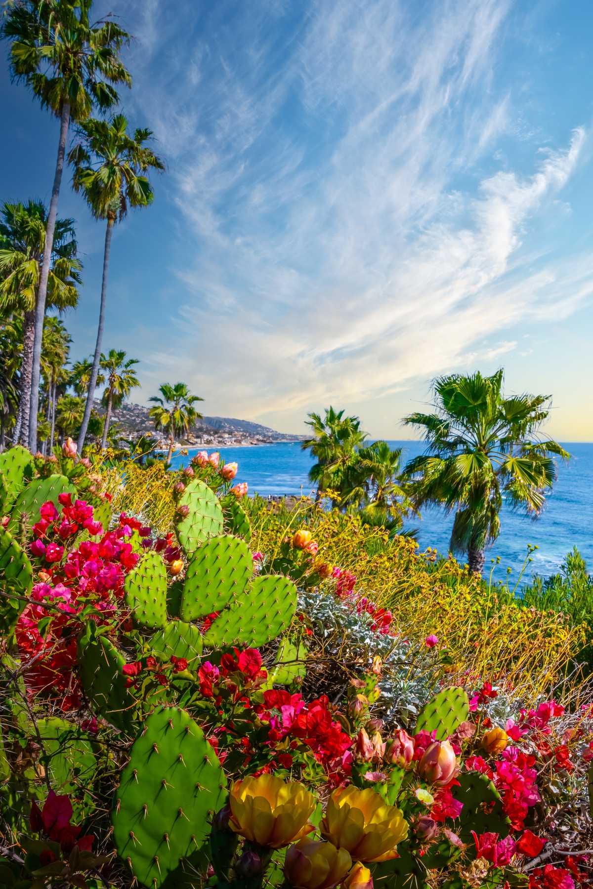 Seascape Succulents: Barbary Fig Cactus Enhancing the Laguna Beach