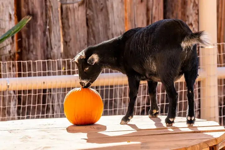 After Halloween, donate uncarved pumpkin to animal rescues