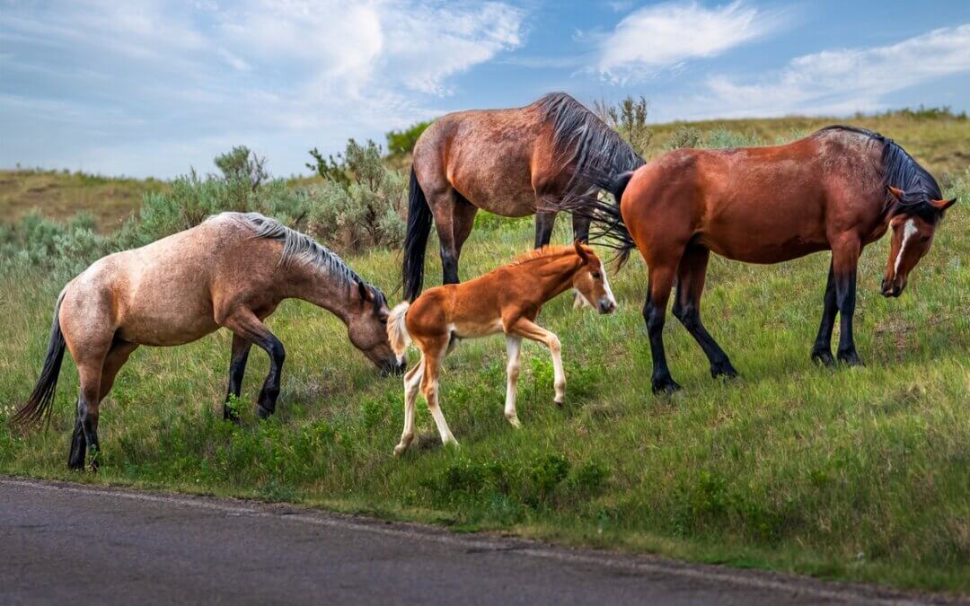 Prairie Generations: Horse Family Grazing in Theodore Roosevelt Park