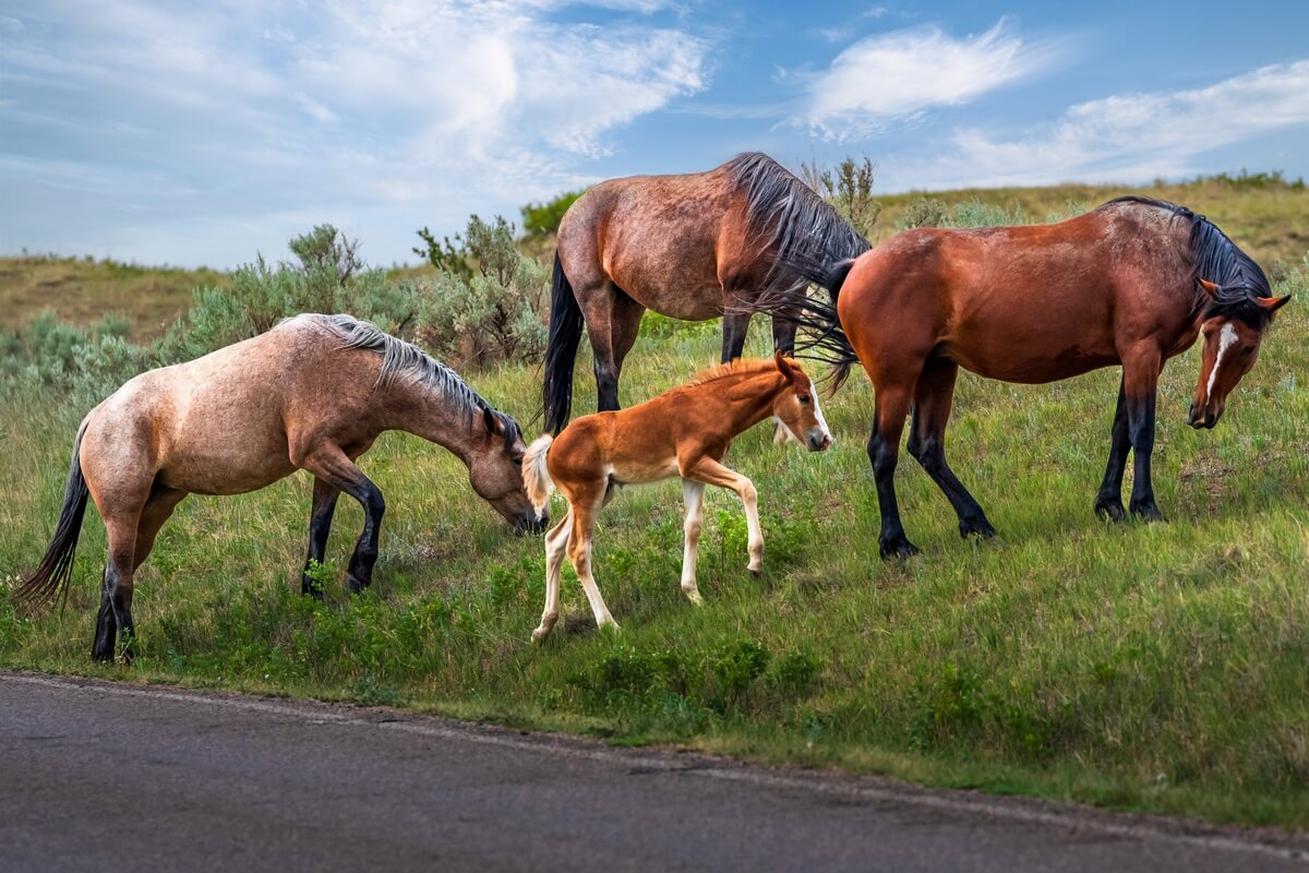Prairie Generations: Horse Family Grazing in Theodore Roosevelt Park