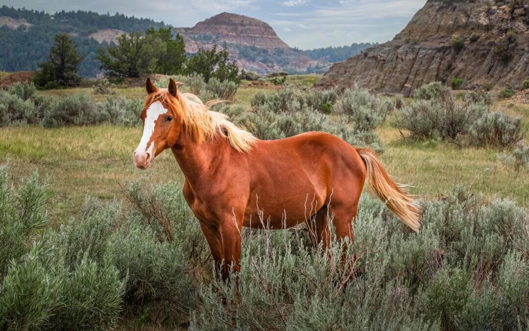 Majestic Mustang: Wild Stallion Roaming Theodore Roosevelt