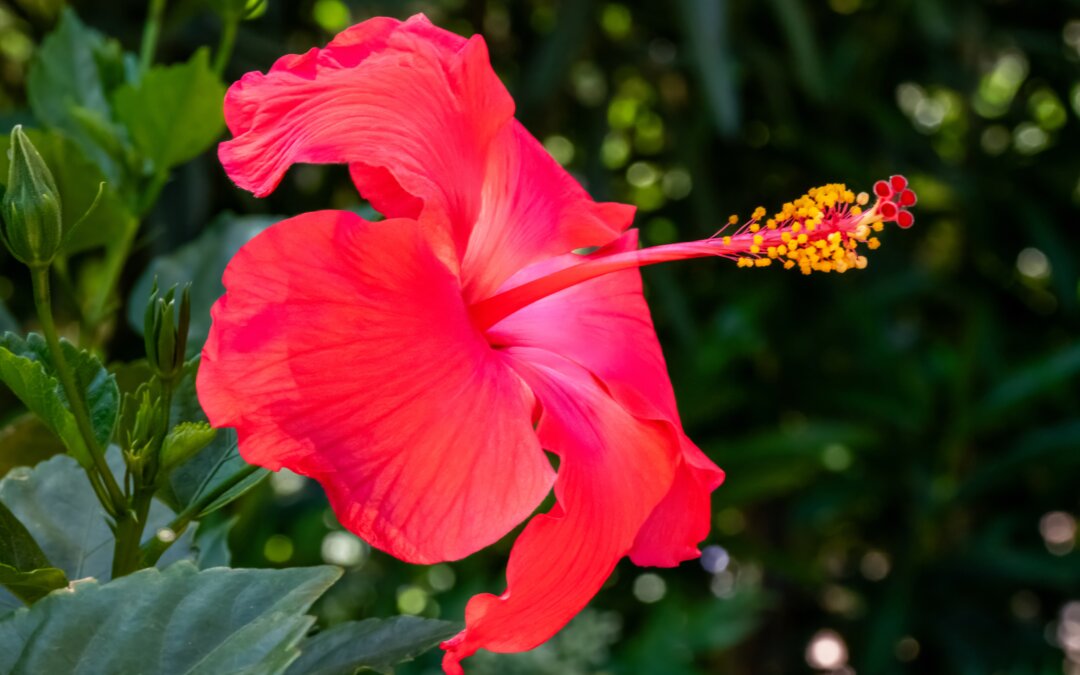 Hibiscus Hues: Radiant Charm of a Blooming Red Hibiscus