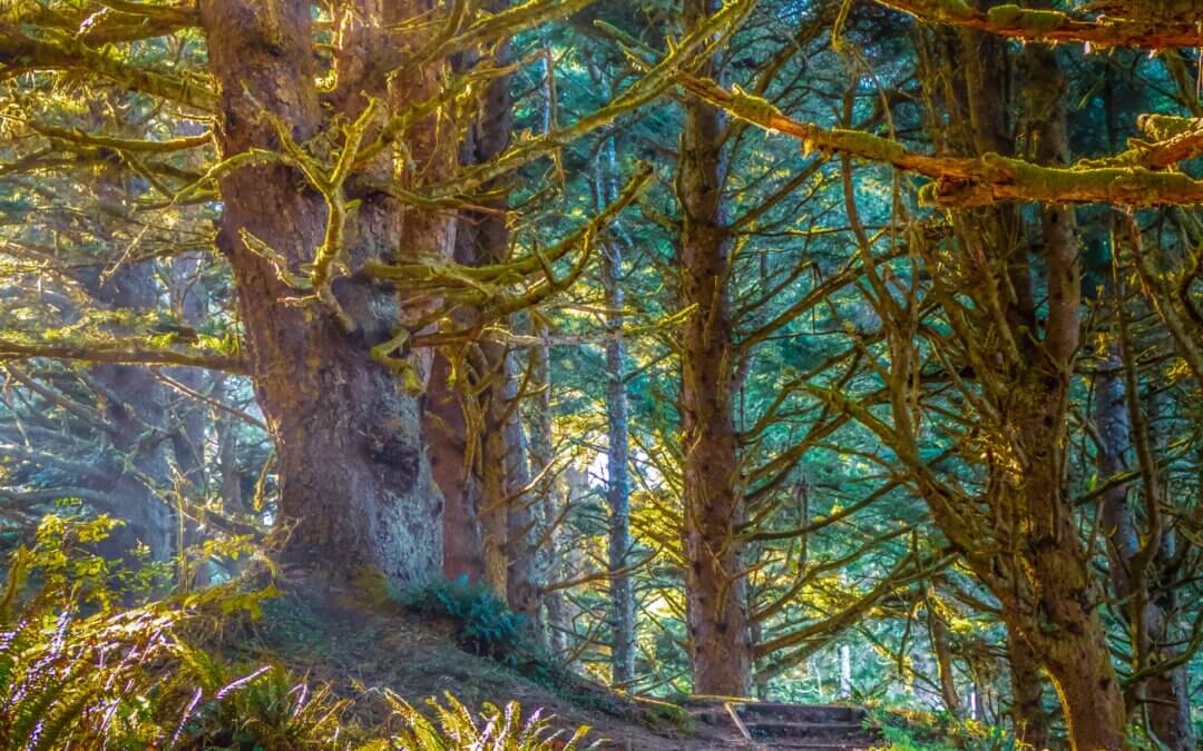 Enchanting Oregon Forest: Sunlight Reflection in Florence Woods