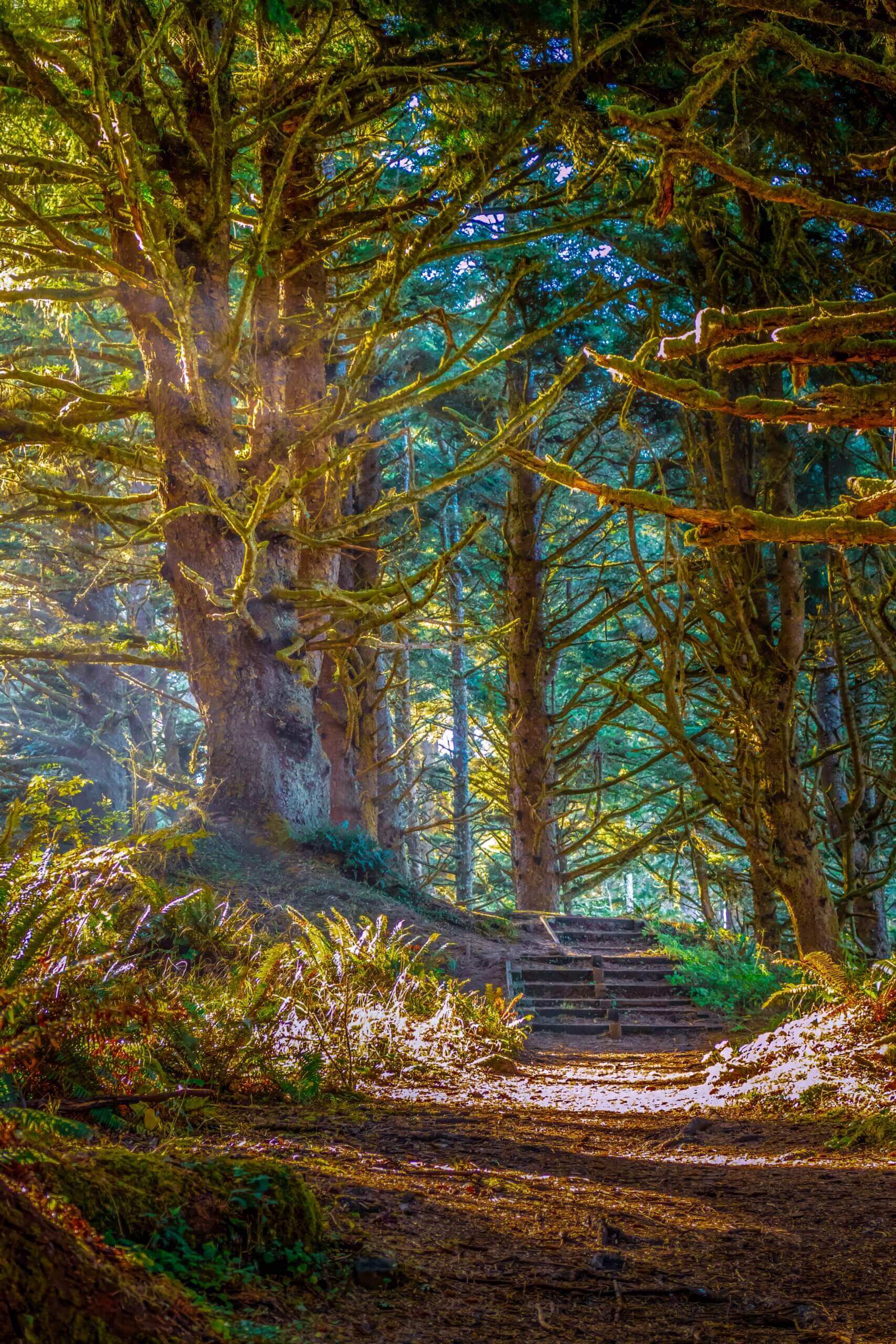 Enchanting Oregon Forest: Sunlight Reflection in Florence Woods Enchanting Oregon Forest: Sunlight Reflection in Florence Woods