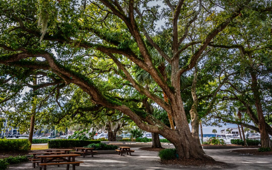 Whispers of the South: An Oak Tree Adorned with Spanish Moss