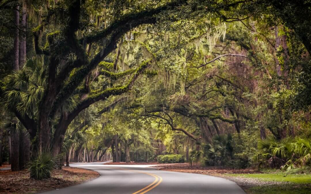 Mossy Motorway: Spanish Moss in Hilton Head Sea Pines Forest
