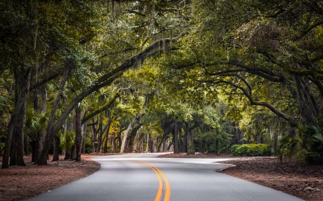 A Drive Through Mossy Sea Pine Forest: Hilton Head Island’s Spanish Moss