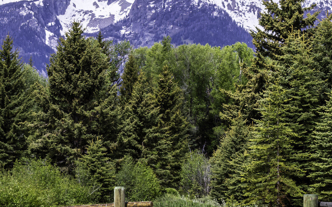 Teton Pronghorn: Wyoming Pronghorn Among Pine Trees
