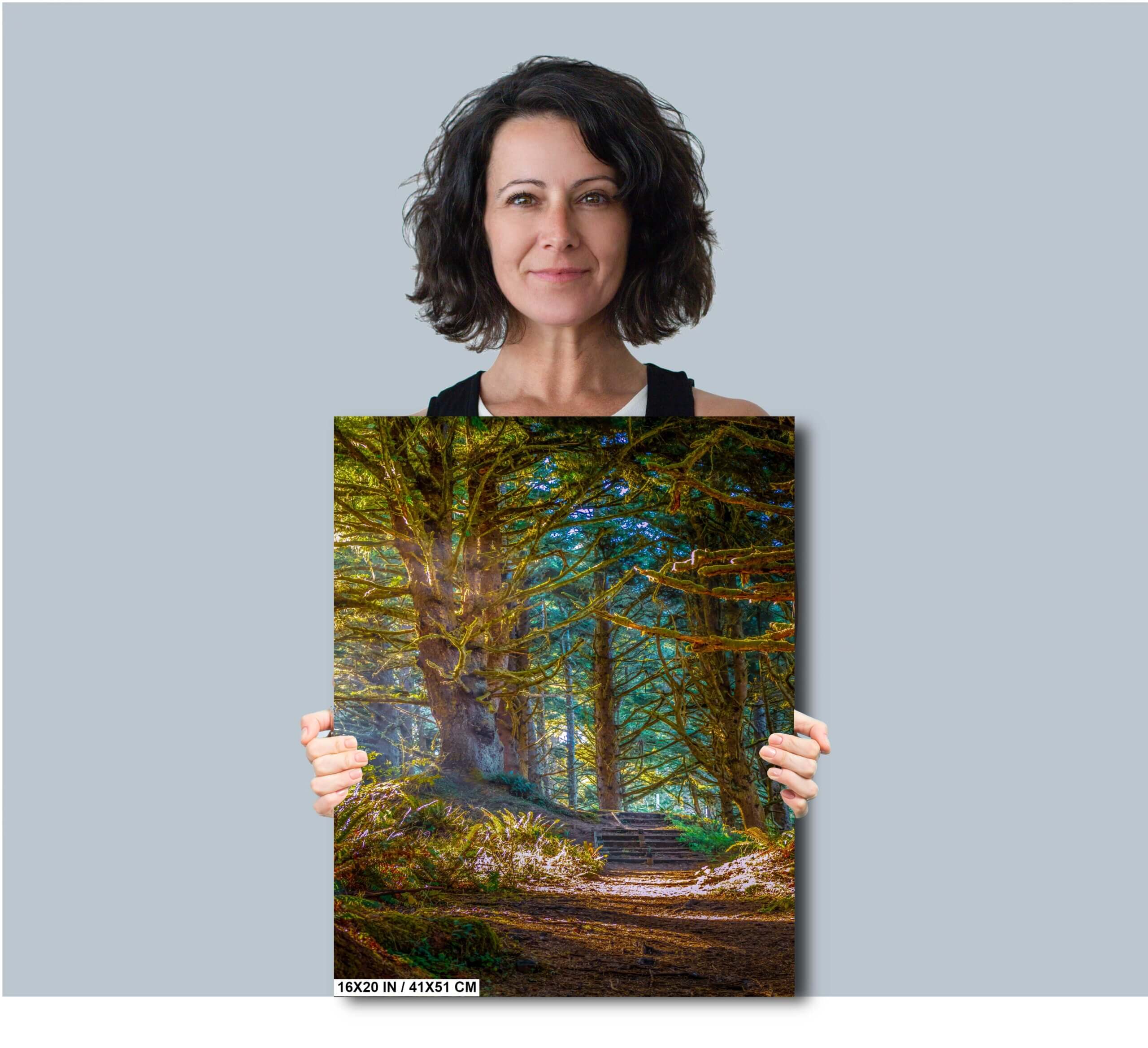 Enchanting Oregon Forest: Sunlight Reflection in Florence Woods Diagram Enchanting Oregon Forest: Sunlight Reflection in Florence Woods Diagram