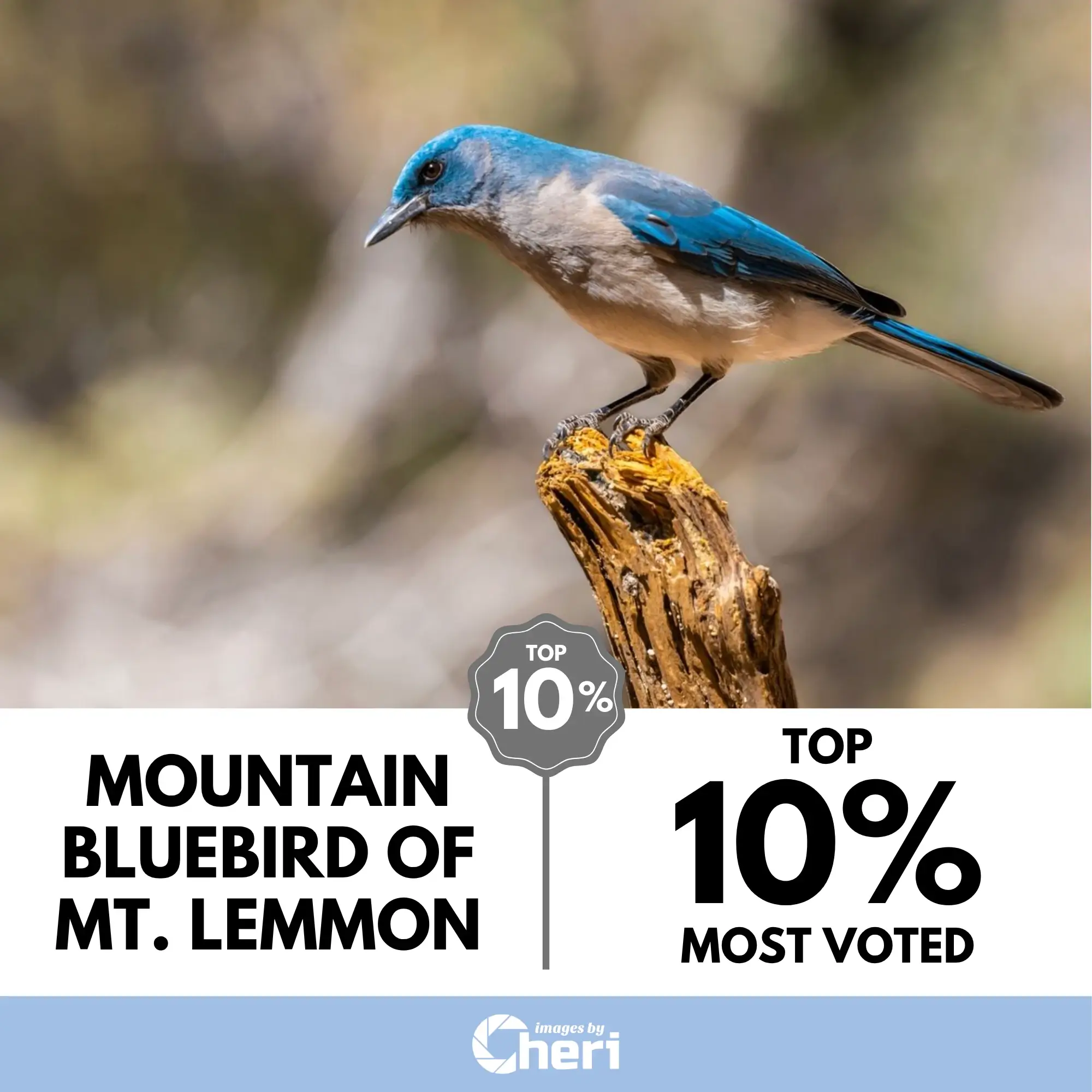 Mountain Bluebird of Mt. Lemmon photo entry, showing a blue and tan bird perched on a wooden post, with the Top 10% Most Voted in Viewbug's Focus Forward Photo Contest.
